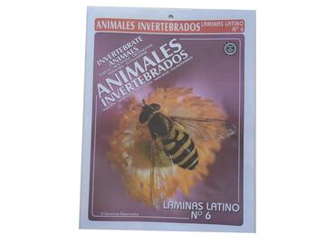 "Laminas Latino:LL-6 ANIMALES INVERTEBRADOS"